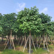 秋枫养冠6-20分，基地直销，一手货源，大量低价出售