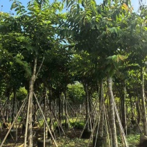 大叶紫薇3-18分，截杠，骨架，各种规格，大量低价出售