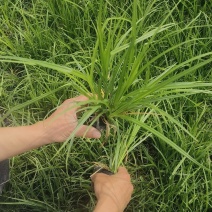 崂峪苔草，