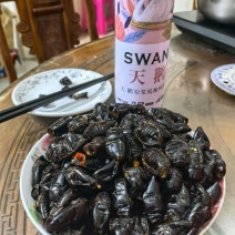 有没有收购商过来海南收购马友鱼