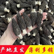 羊肚菌基地批发，各种规格，产地直发，品质好价格低