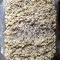江西广昌白色茶树菇