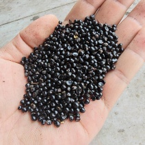 花椒籽（九叶青花椒籽）数量多、价格优、品质好。