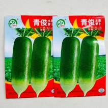 高端水果萝卜种子杂交脆甜多汁果型顺直大田春秋专用萝卜种籽