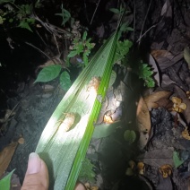 蚕蜕