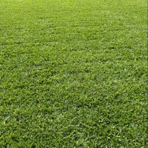 大叶油草物美价廉