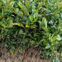 油茶苗