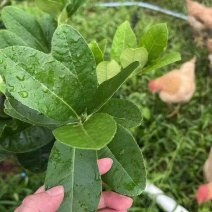 柠檬叶