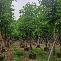 秋枫养冠7-20分，基地直销，各种规格，大量低价出售