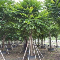 麻楝10-25分，基地直销，一手货源，大量低价出售