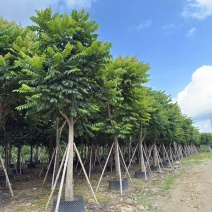 麻楝10-25分，各种规格，基地直销，一手货源，大量低价出售