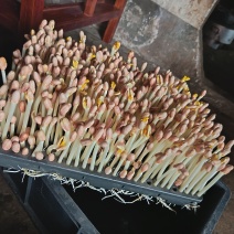 卖花生牙