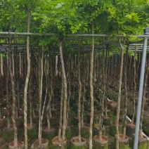 海南黄花梨2-15分，基地直销，一手货源，大量低价出售