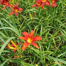 萱草