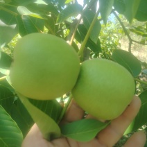 青皮核桃