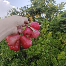 正宗莲雾果新鲜现摘当季热带水果孕妇水果果园现摘现发