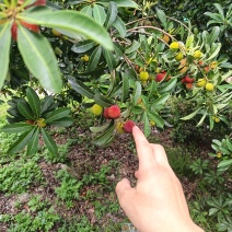 仙居正宗荸荠杨梅！仙居正宗东魁杨梅！