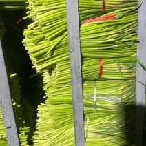 【蒜苔】红帽蒜薹/山东蒜苔/临沂蒜苔/价格便宜对接全网