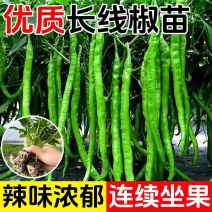 【辣椒苗】8号线椒苗：湖南椒，全基基质穴盘苗