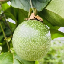 钦蜜九号百香果