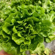 精品意大利生菜