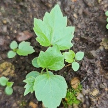大通草苗