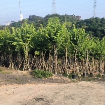 紫荆宫粉6-12公分