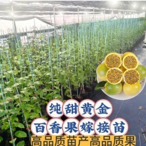 广西黄金百香果嫁接苗超甜大果百香果苗四季爬藤南方种植