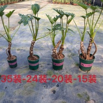 龙鳞小天使提根大小规格现货优选品质.常年供应