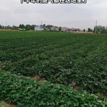 西瓜红、商薯19、哈蜜脱毒扩繁大田红薯种苗