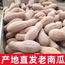 精品蜜本老南瓜