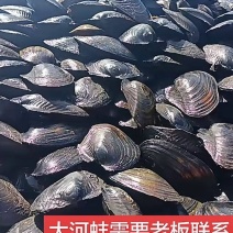 河蚌