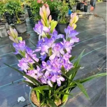 晚香玉种球根带芽，量大优惠，成活率高，量大优惠，欢迎合作