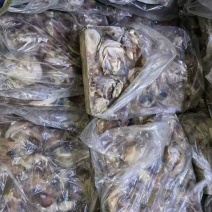 海兔子头25斤干冰装车实拍