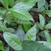 草珊瑚159苗大苗
