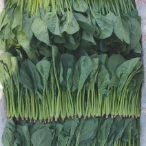 大叶菠菜产地直供大量有货一手货源价格合理，对接全国