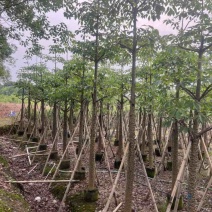 本地木棉3-30分，基地直销，一手货源，大量低价出售