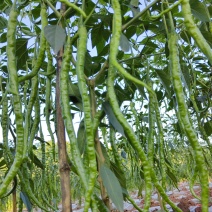 自家种植薄皮青椒牧马山二荊条露天种植线椒鸡肠椒