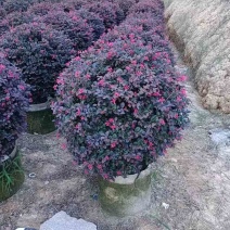 红继木球50-120高，基地直销，一手货源，大量低价出售