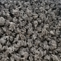 野生猫爪草