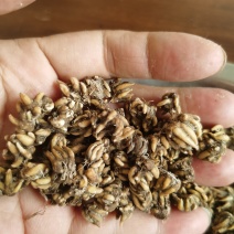 黄爪精品猫爪草