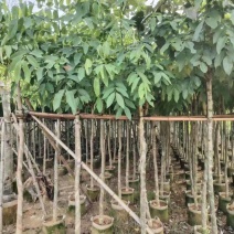 腊肠树3-15分，基地直销，一手货源，大量低价出售