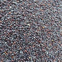 河北油菜籽