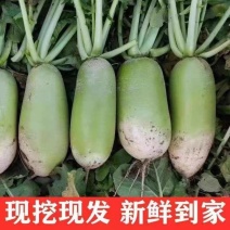 青萝卜产地一手货源保质保量欢迎订购支持发货