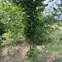 药用连翘树4-8个分支已经结果的药用大果连翘树带土