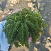 纯野生海葡萄