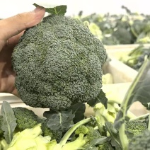 西南花