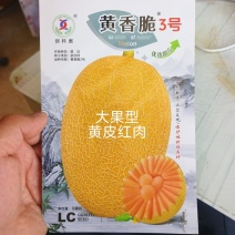 黄香脆3号哈蜜瓜品种种有保障大果型含糖高6斤以上