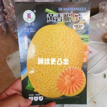 黄香脆5号哈蜜瓜品种单瓜5斤左右果肉橘红16度甜