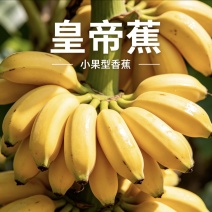 网红皇帝蕉